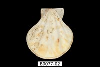 藏品(芬香海扇蛤(錢包海扇蛤))的圖片